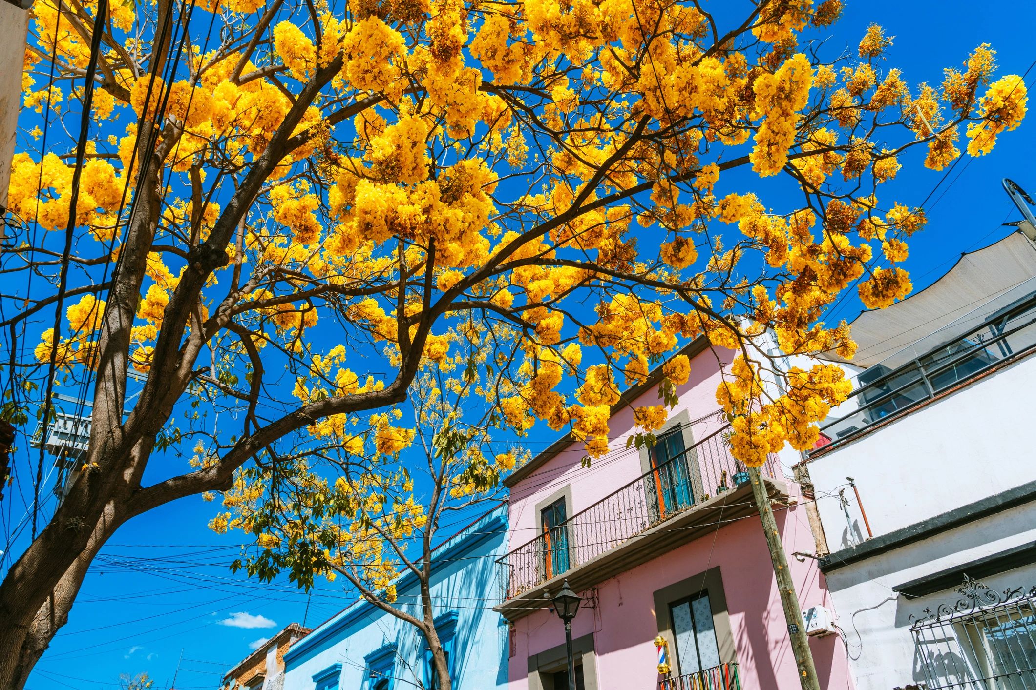Calle colorida en México con ambiente cálido